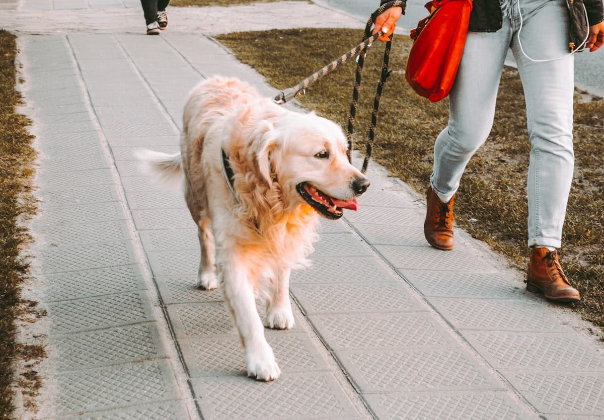 Happy dog enjoying a walk in the Seacoast area